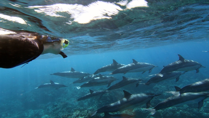 Photo We provide guests with the best kona snorkel trips, as well as cultural, and environmental . Best Dolphin Snorkel Tours On The Big Island Of Hawaii Dolphin Swim Hawaii Puako Best Night Manta Ray Snorkel Manta Ray Dive Dolphin Swim Whales