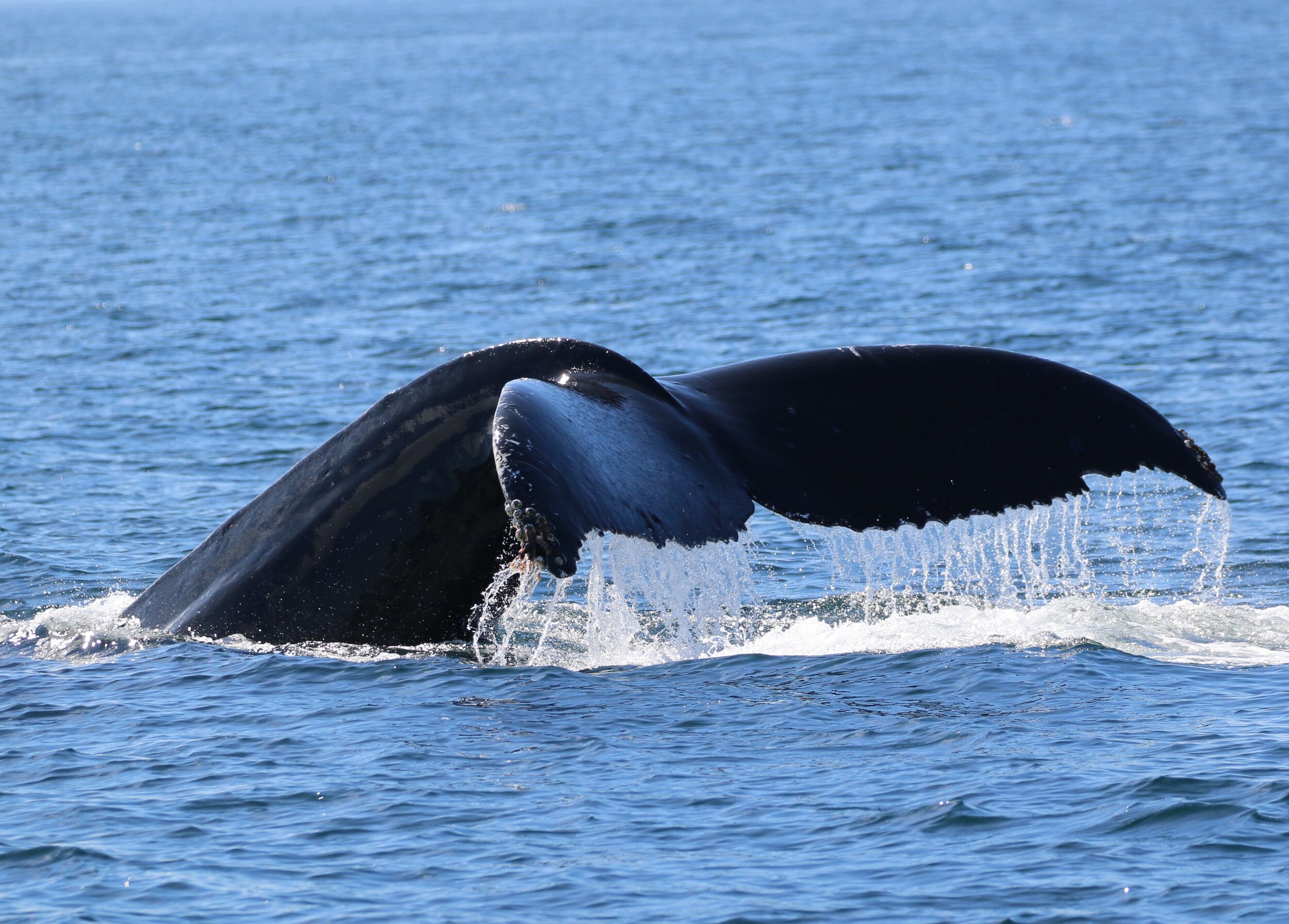 Witness the famous kona sunsets from the ocean during this popular excursion! Whale Watching And Snorkel Tours In Kona Hawaii Hawaiian Adventures