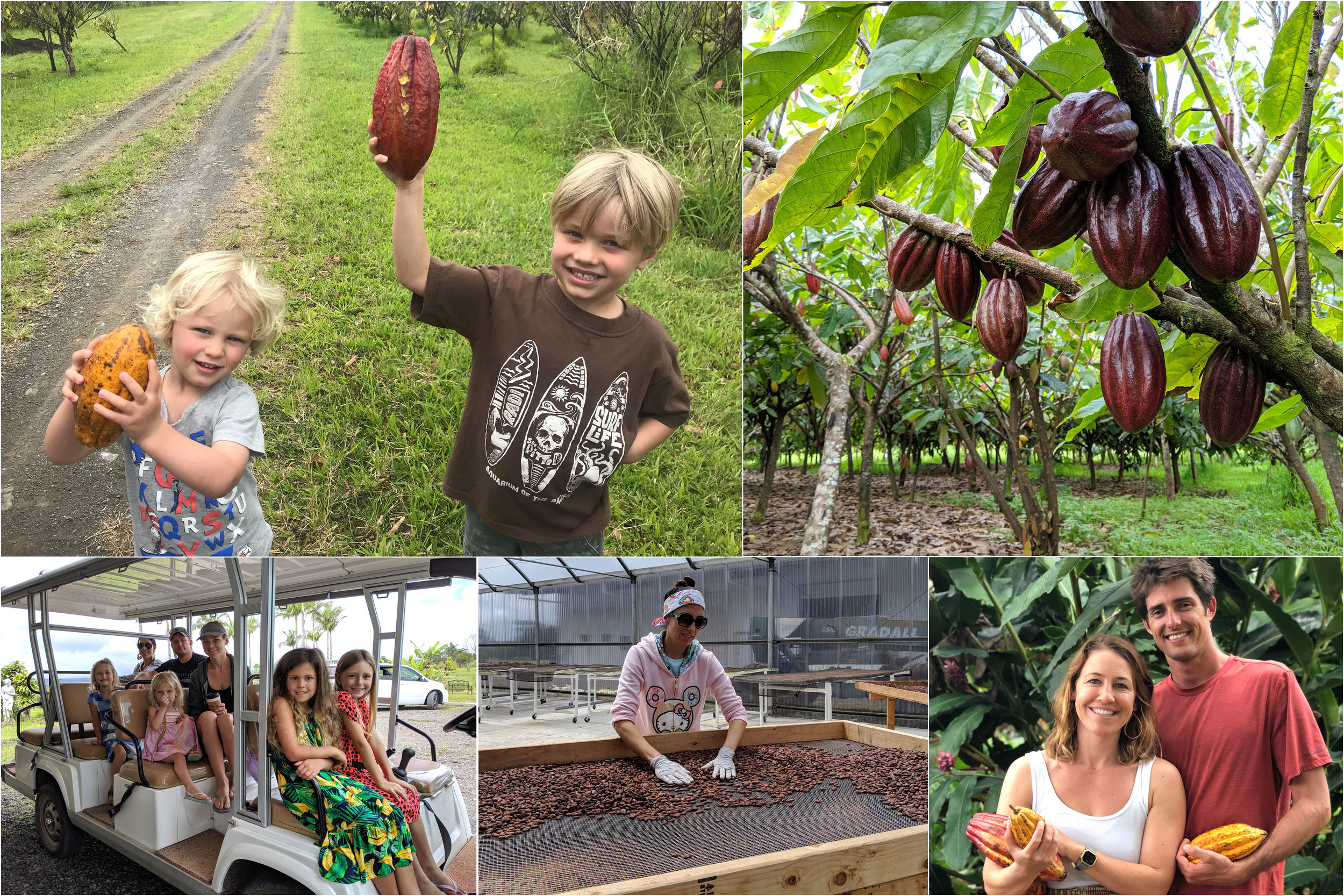 Our 1,000 acre farm is located 10 minutes above downtown hilo. Hilo Tours Activities Lavaloha