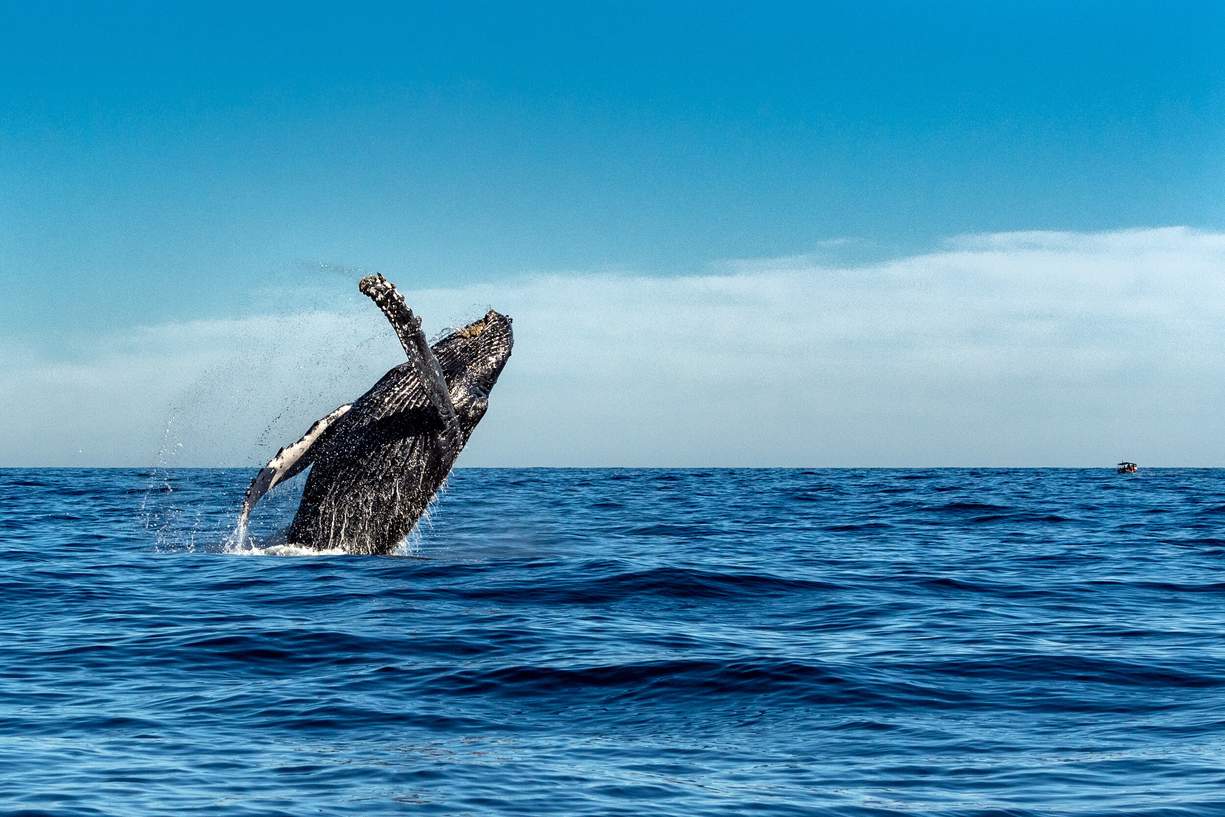 Image Every year between december and april, more than 8,000 humpback whales journey over 3,500 miles to hawaii where they congregate to . Where To See Whales In Kona My Hawaii Hostel