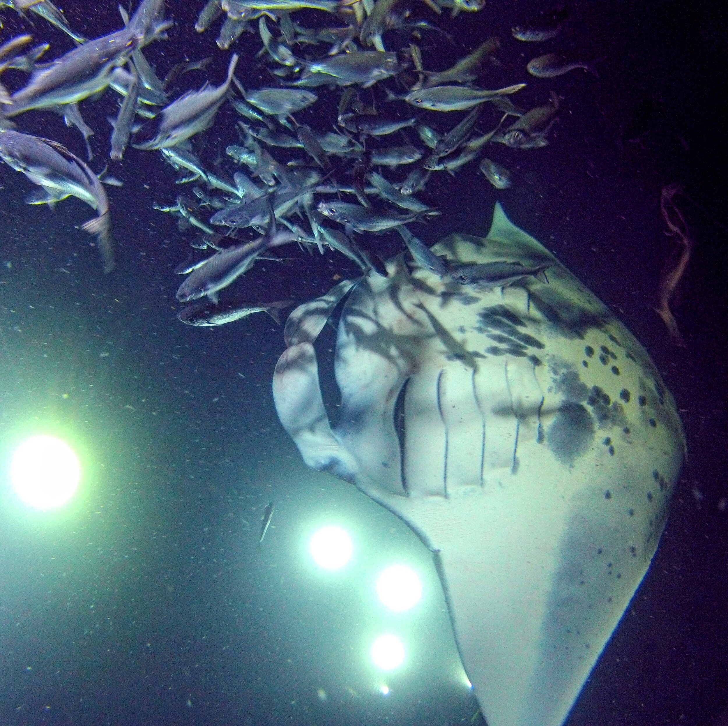 Join us aboard fair wind's luxury vessel, hula kai, for one of the most . Manta Ray Night Snorkel Kailua Kona Hawaii Tahoe Fabulous