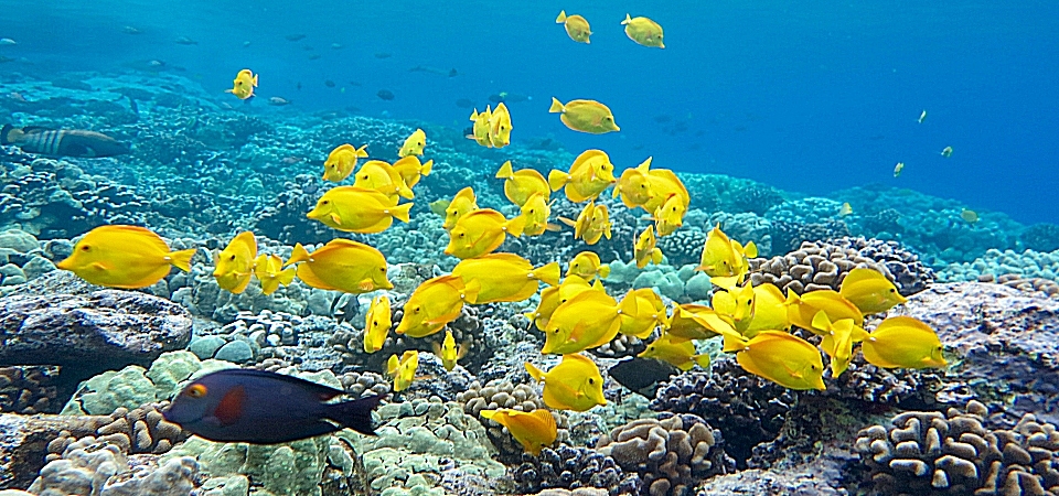 Shielded from winds by maunaloa, south kona’s calm and clear waters are perfect for snorkeling, diving, sailing and spotting dolphins and honu (hawaiian green sea turtles). Snorkel Trident Adventures