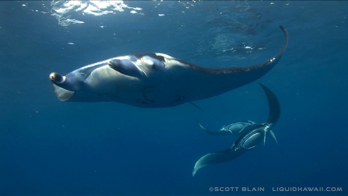 Experience a once in a lifetime encounter with giant manta rays, an experience you can only find in hawaii on the big island. Manta Ray Snorkel Tour Best Dolphin Snorkel Tours Hawaii Best Manta Ray Night Snorkel Tour