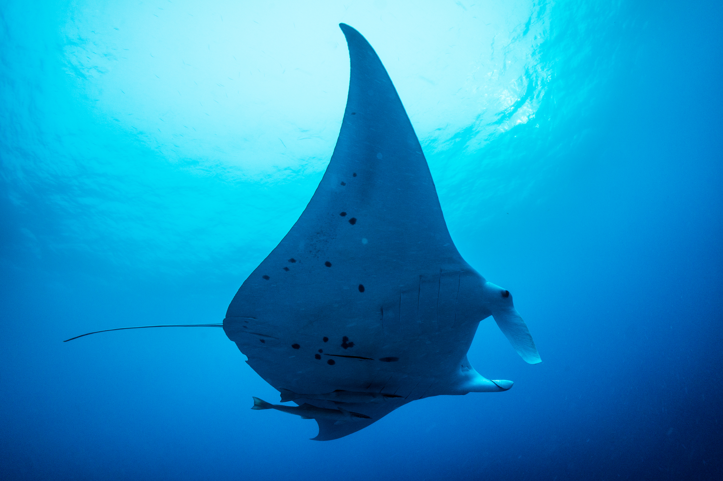 Our manta rays are very comfortable with snorkelers or divers in the water. Manta Ray Nights Snorkel Dives Big Island Vacation Services