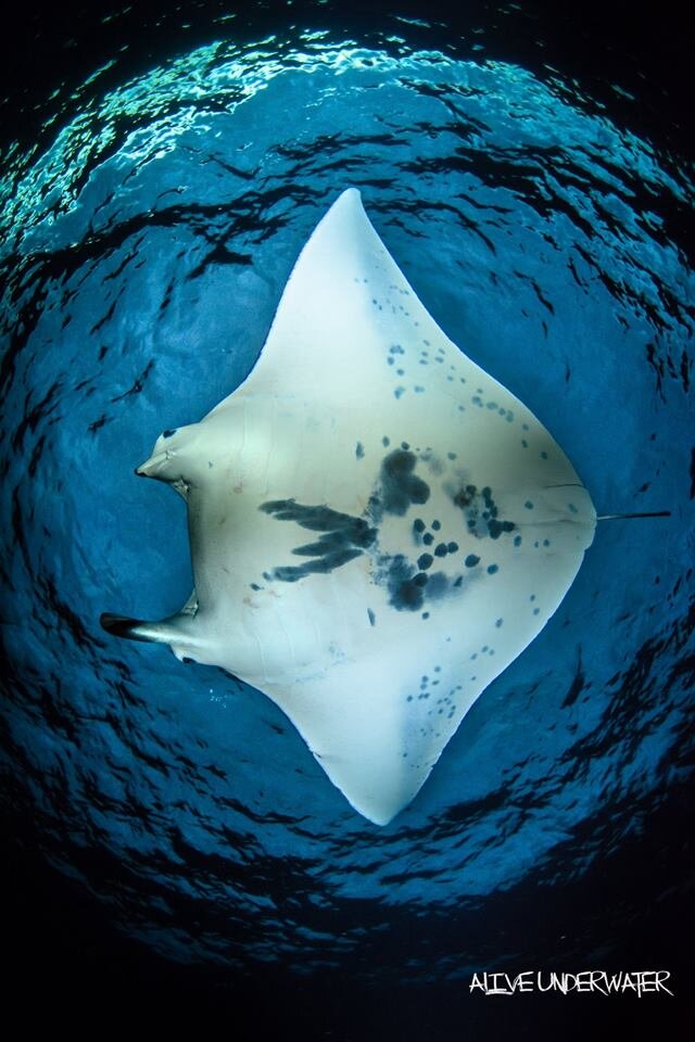 Making it the #1 activity to do on the big island. Manta Ray Night Snorkel Manta Ray Dives Of Hawaii