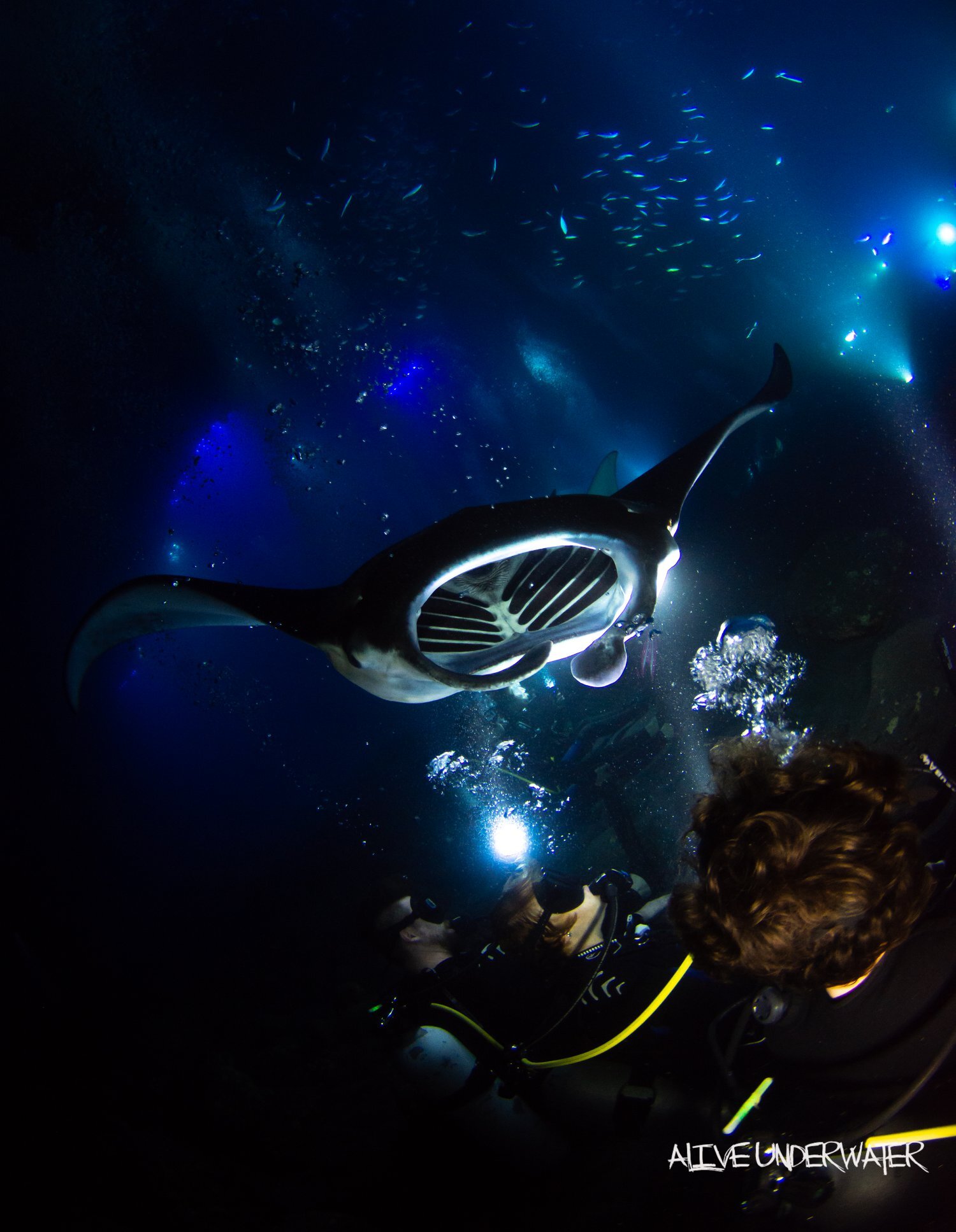 Snorkel gear, a hot beverage, and snack included. Manta Ray Night Dive Snorkel Ecoadventure Kona Diving Ecoadventures
