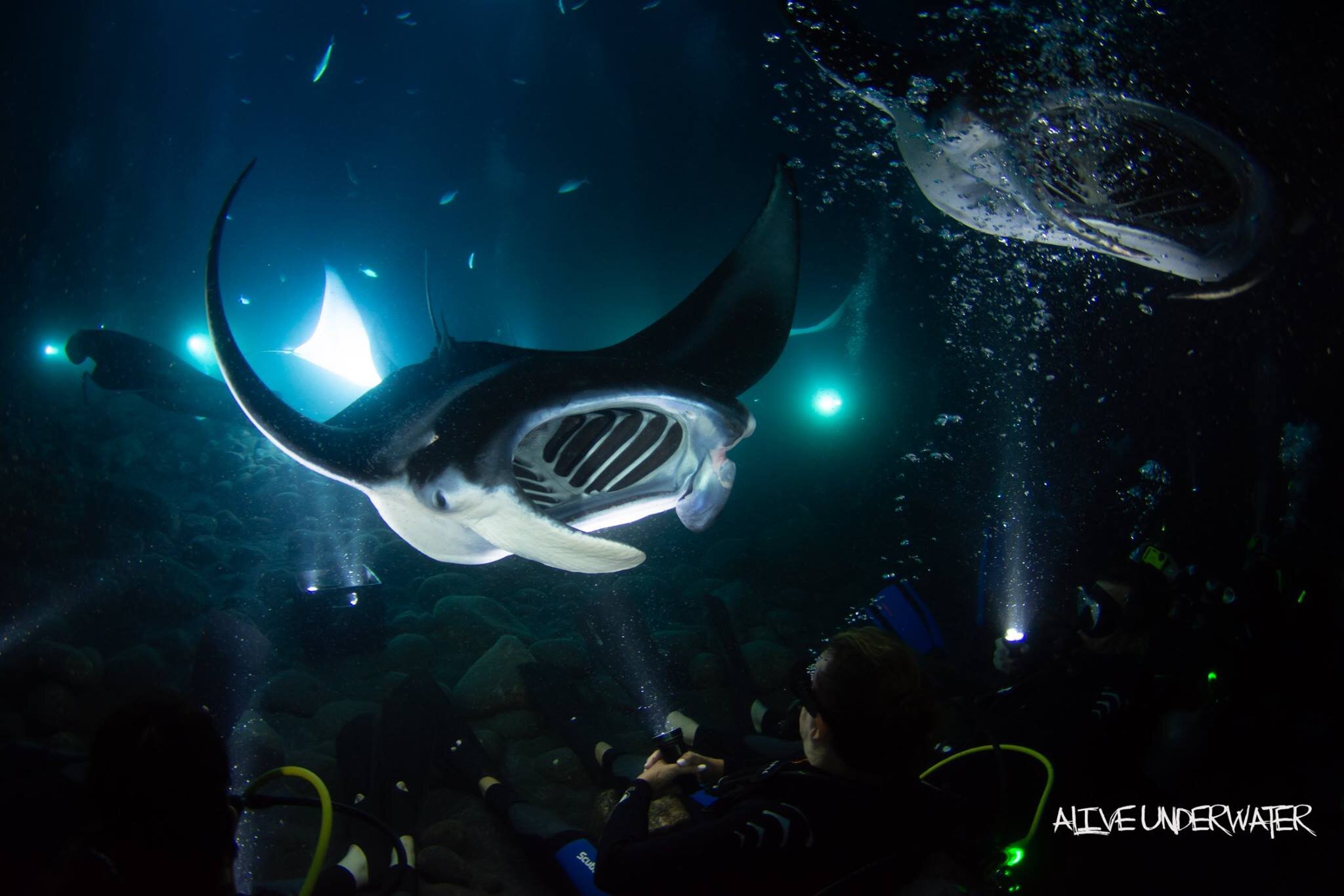Our kona manta night snorkel has a trip advisor five star rating and not to be . Manta Ray Night Snorkel Manta Ray Dives Of Hawaii