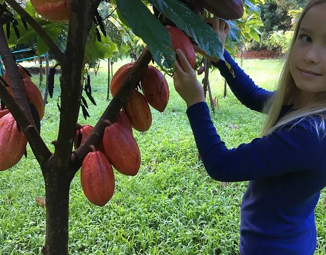 Tour hilo shark's working coffee, cacao and vanilla plantation on the big island's beautiful hamakua coast. Big Island Chocolate Farm Tour