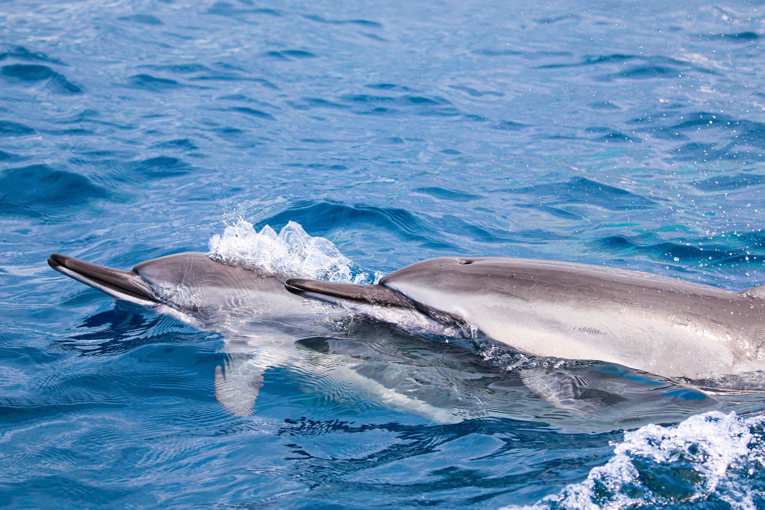 Best dolphin snorkel tours on the big island of hawaii. Snorkel Tours And Private Charters In Kona Hawaii Hawaiian Adventures