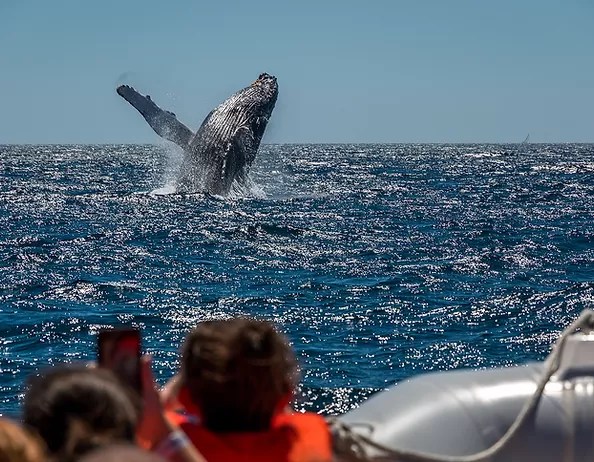 Best dolphin snorkel tours on the big island of hawaii. The Best Kona Snorkel Tours Kona Boat Tours