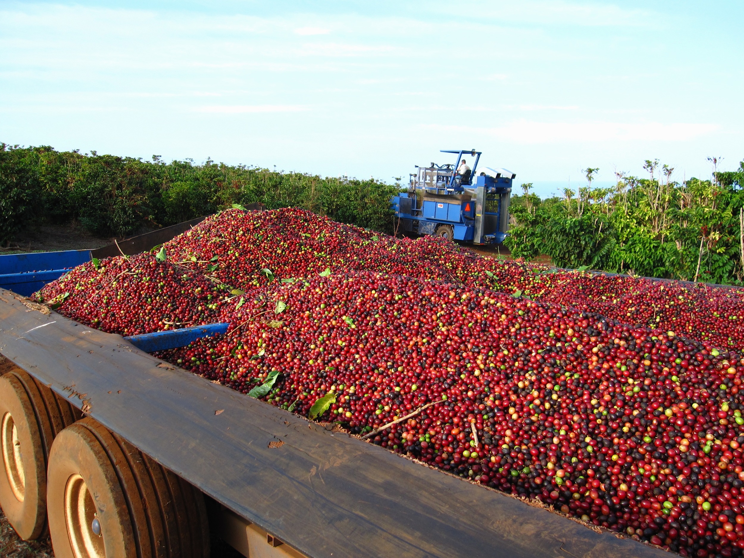 See where the prized beans are grown and sip the product straight from the source on a kona coffee tour. Mauigrown Coffee