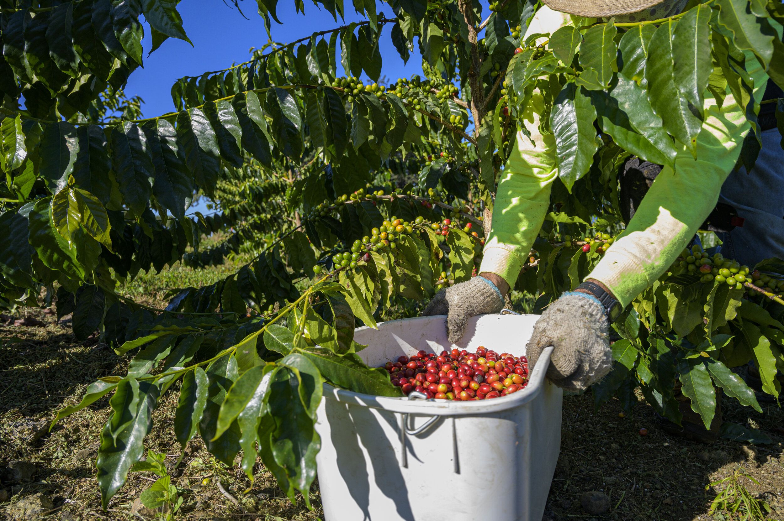 Antrey / istockphoto / getty images if there's one trait that distinguishes humans from animals, it's the ability to grow food. Kona Hills