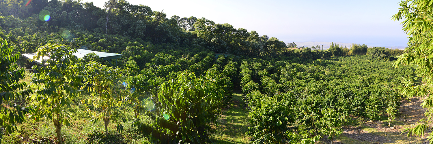 Organic farming focuses on natural ecosystem management instead of outside, synthetic farm inputs. Karmasu Coffee Estate Farm Karmasu Kona Coffee