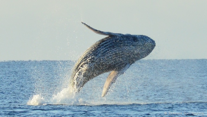 Find what to do today, this weekend, or in january. Whale Watching Tour Best Dolphin Snorkel Tours Hawaii Best Manta Ray Night Snorkel Tour