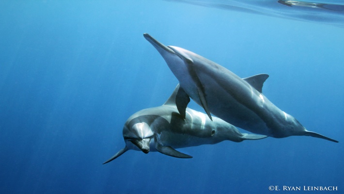 For that reason, people may not get to visit, and many more don’t know too much about it beyond the fact that it’s a gorgeous paradise and beautiful plac. Best Dolphin Snorkel Tours On The Big Island Of Hawaii Dolphin Swim Hawaii Puako Best Night Manta Ray Snorkel Manta Ray Dive Dolphin Swim Whales