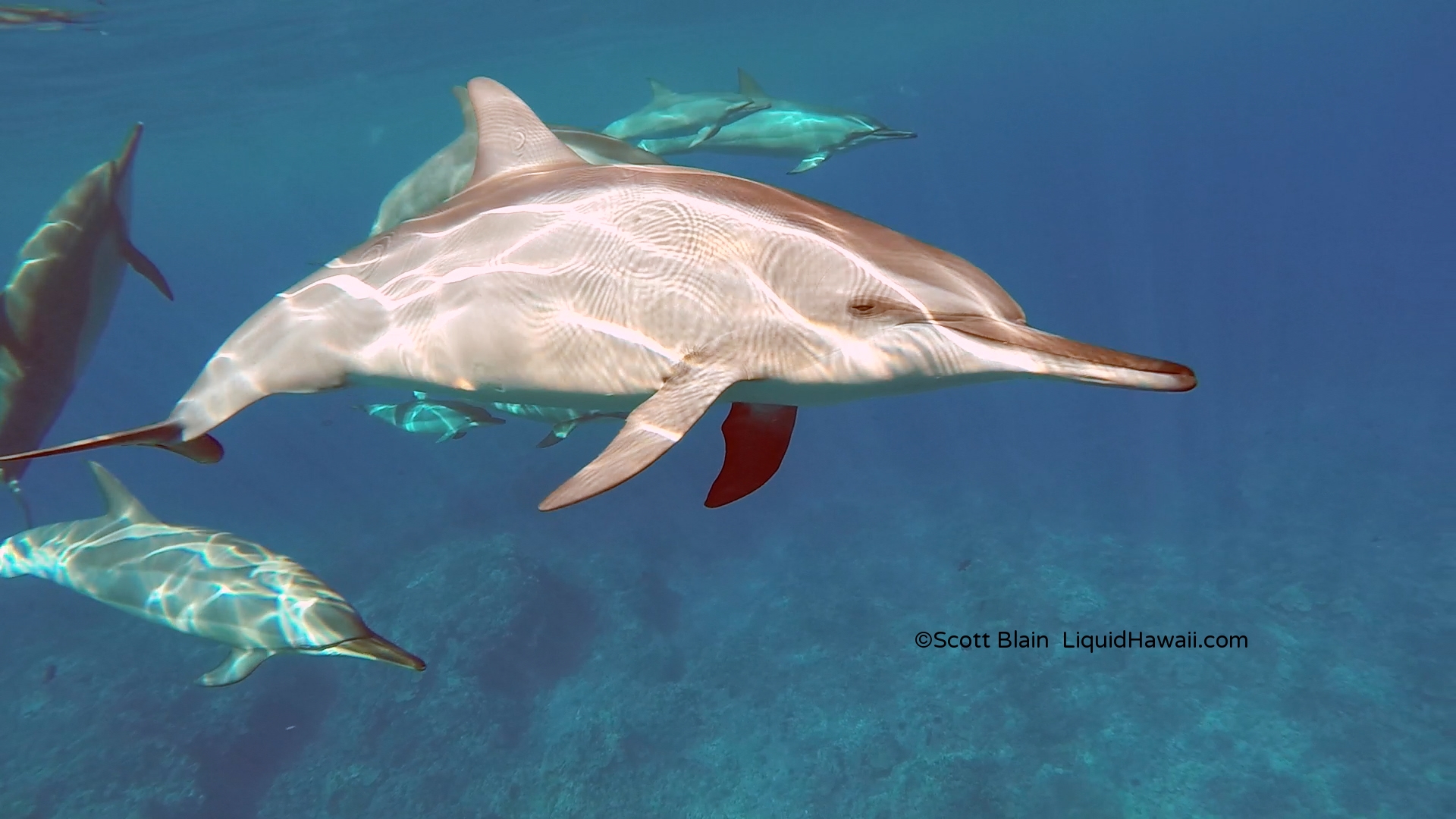 Ufo parasail has been conducting parasail excursions on the big island since 1985 and is a leader in the field, ensuring that you have a safe and wonderfully memorable adventure. Best Dolphin Snorkel Tours On The Big Island Of Hawaii Dolphin Swim Hawaii Puako Best Night Manta Ray Snorkel Manta Ray Dive Dolphin Swim Whales