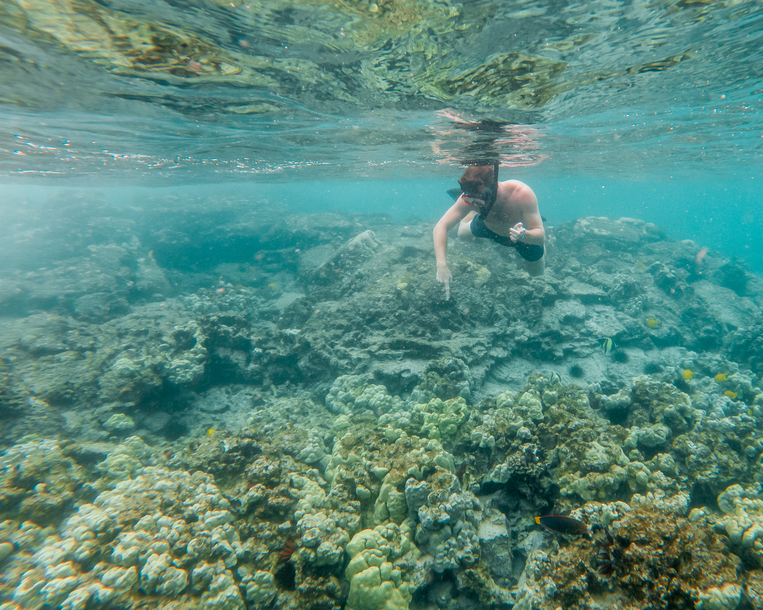 On our kona snorkeling tours, you explore sea caves and lava tubes along the rugged kona coast and observe dolphins and whales in their natural habitat as . Hawaiian Adventures World Class Kona Whale Watch And Snorkeling Tours