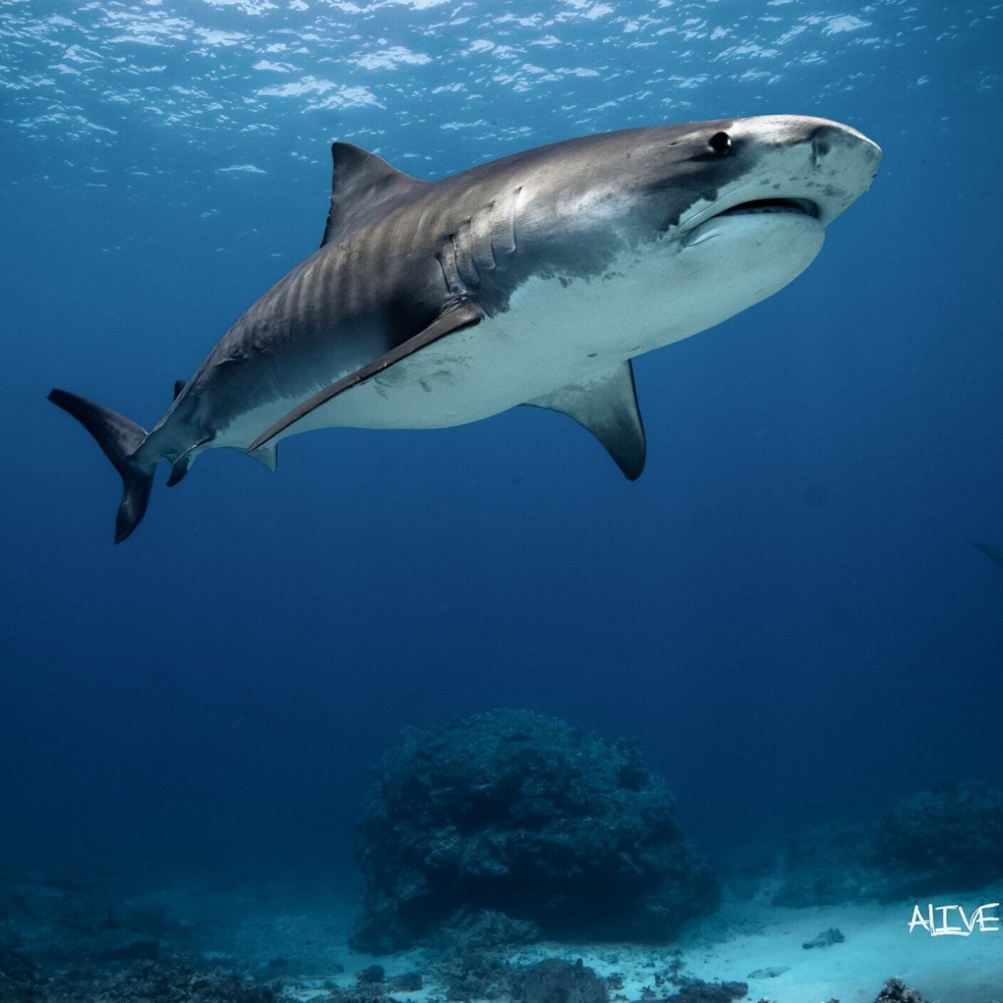 Click here to visit our facebook. Kona Diving Ecoadventures