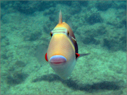 5 spots with the best snorkeling on the big island ; Kona Condo Still De Best Snorkel Beach On The Big Island