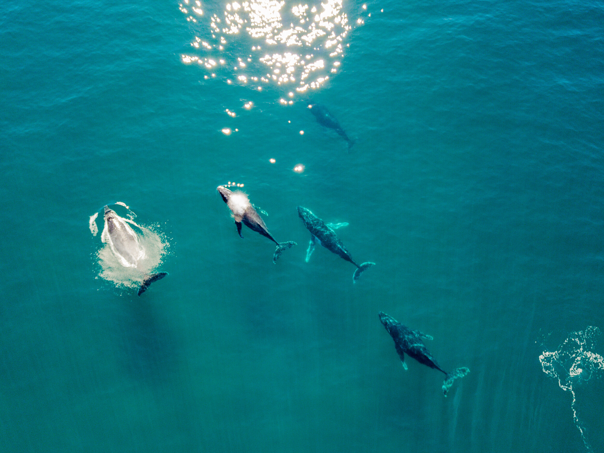 Image We offer the best whale watching experience in kona, hawaii. Where To See Whales In Kona My Hawaii Hostel