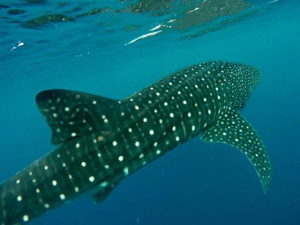 Adventurers can enjoy these exciting snorkeling trips with the chance to see manta rays or coral reefs ; Swim With Dolphins In Hawaii Into The Blue Dolphin Review Adventure For Less
