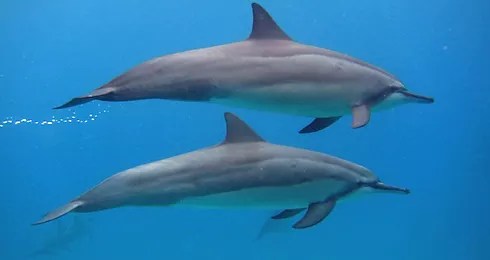 Marvin ebanks, who is the 'granddaddy' and founder of snorkel trips to … Swim With Dolphins Hawaii Swim With Dolphins