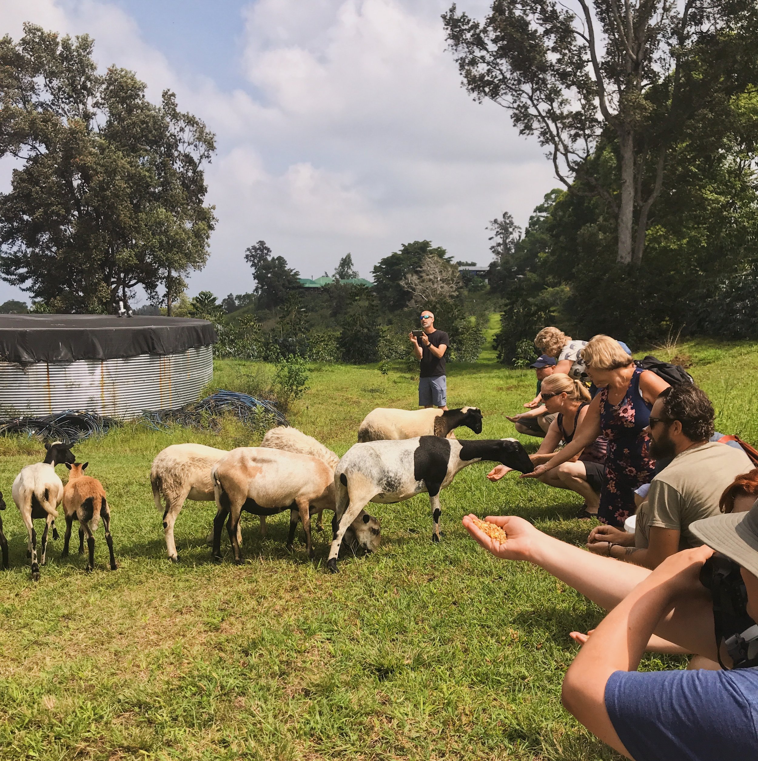 Located on the south shore, kauai coffee grows, harvests, roasts and packages their coffee . Tours Tastings Sunshower Farms Kona Coffee Farm And Event Venue