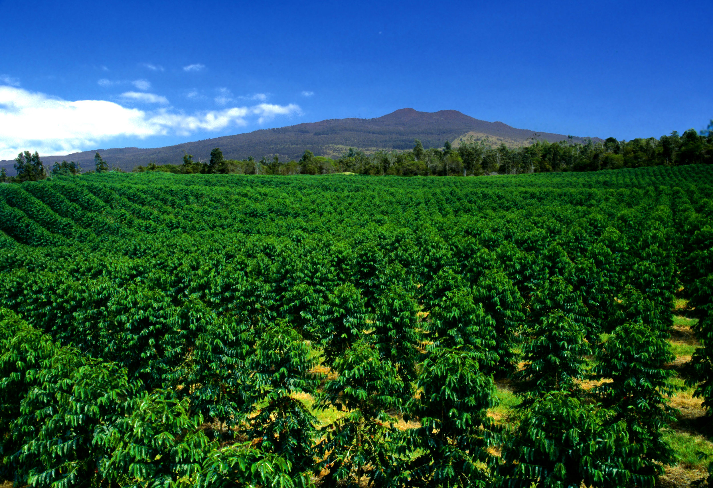 Picture Kona peaberry coffee, mamaki tea, . Farm Kona Coffee And Tea Company