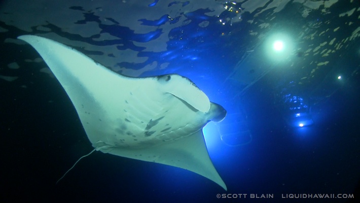 Over 200 manta rays have been identified and named here. Best Dolphin Snorkel Tours On The Big Island Of Hawaii Dolphin Swim Hawaii Puako Best Night Manta Ray Snorkel Manta Ray Dive Dolphin Swim Whales
