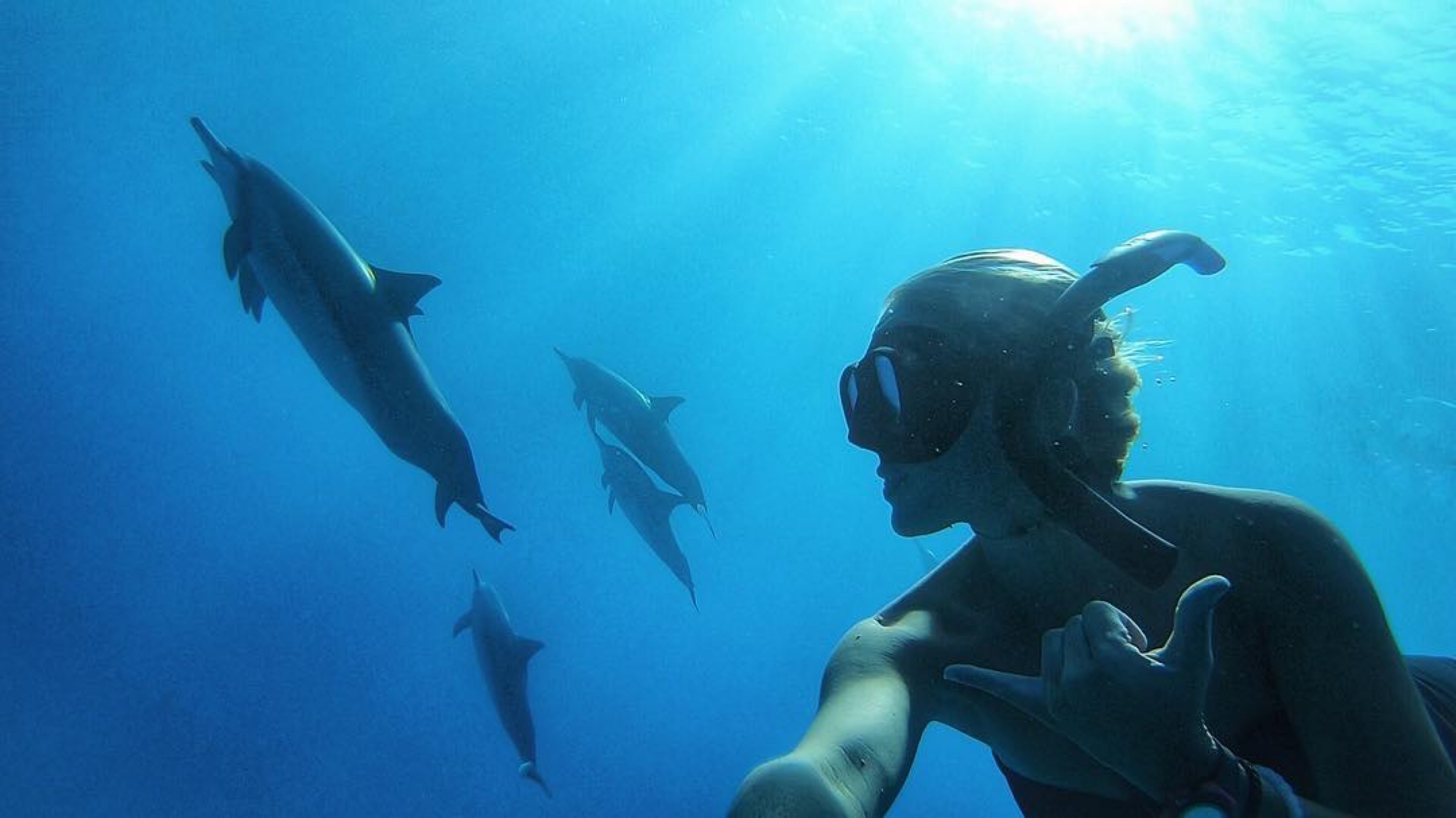 Coral reef snorkel adventures offers whale watching and manta ray snorkel tours on the big island. Dolphins Snorkeling And South Kona Beaches My Hawaii Hostel