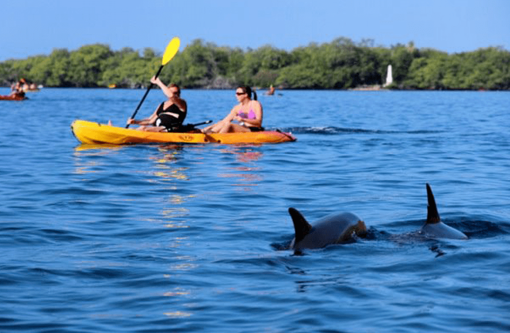 Located in kohala, hawaii, big island. Kayak Sup Rental In Kealakekua Bay