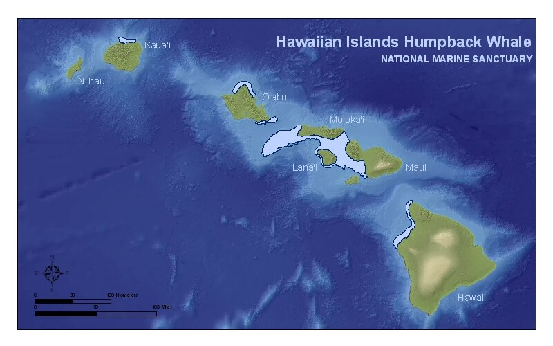 Hapuna beach is here and easy to get to. Where To See Whales In Kona My Hawaii Hostel