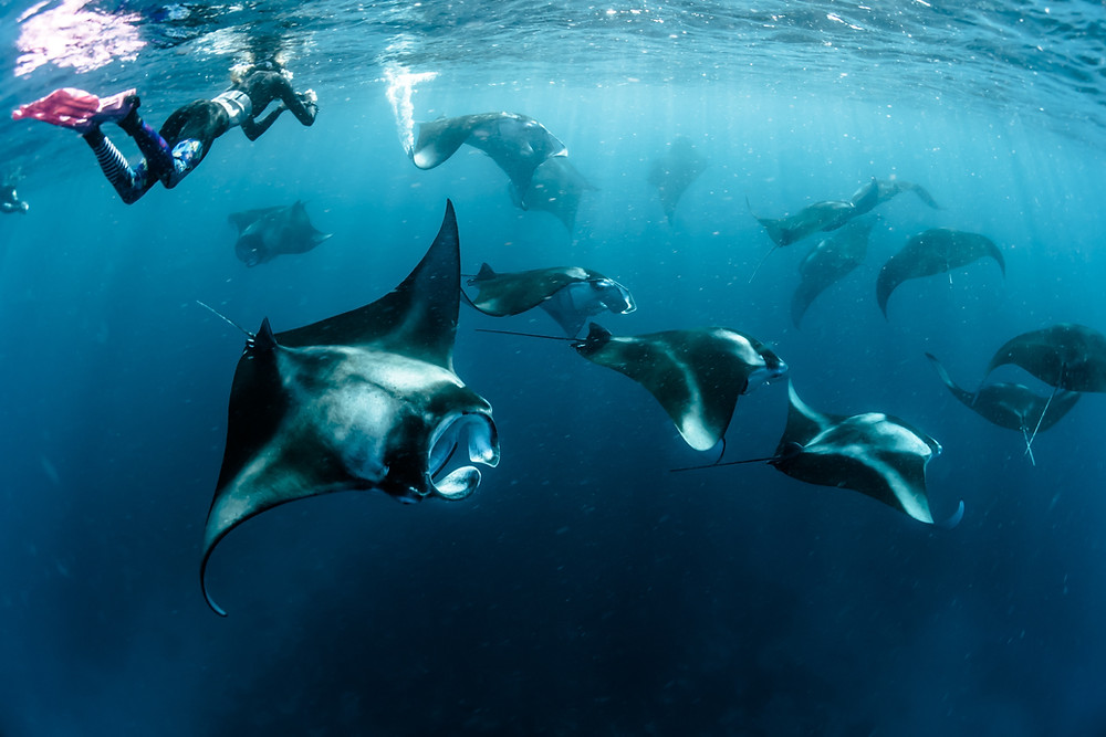 Slip into the water with your snorkel guide and float above majestic . 6 Amazing Places To Snorkel Or Dive With Manta Rays In The World