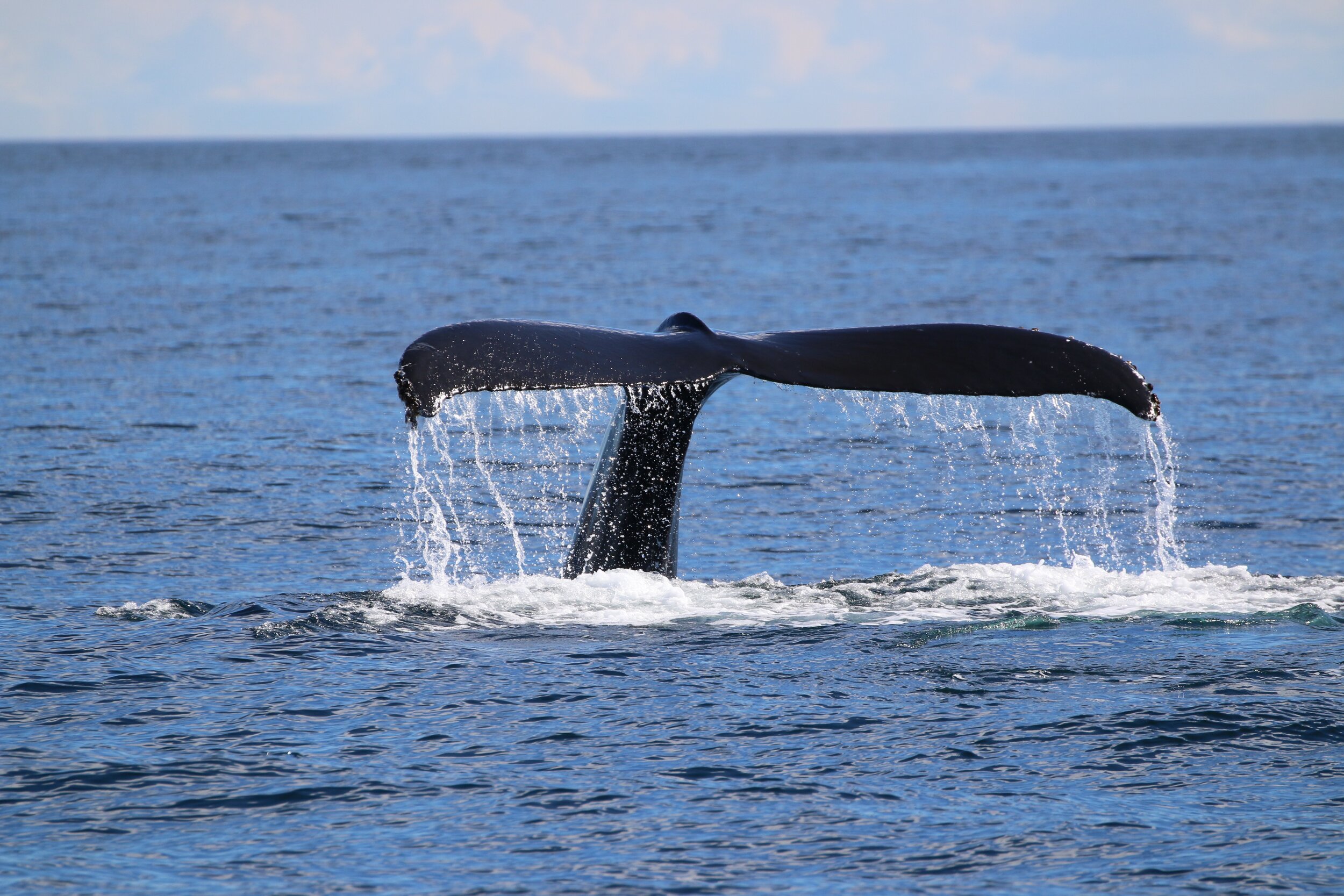 Whale watching from kona has never been better. Big Island Whale Watch Tours Departing Out Of Kona Hawaiian Adventures