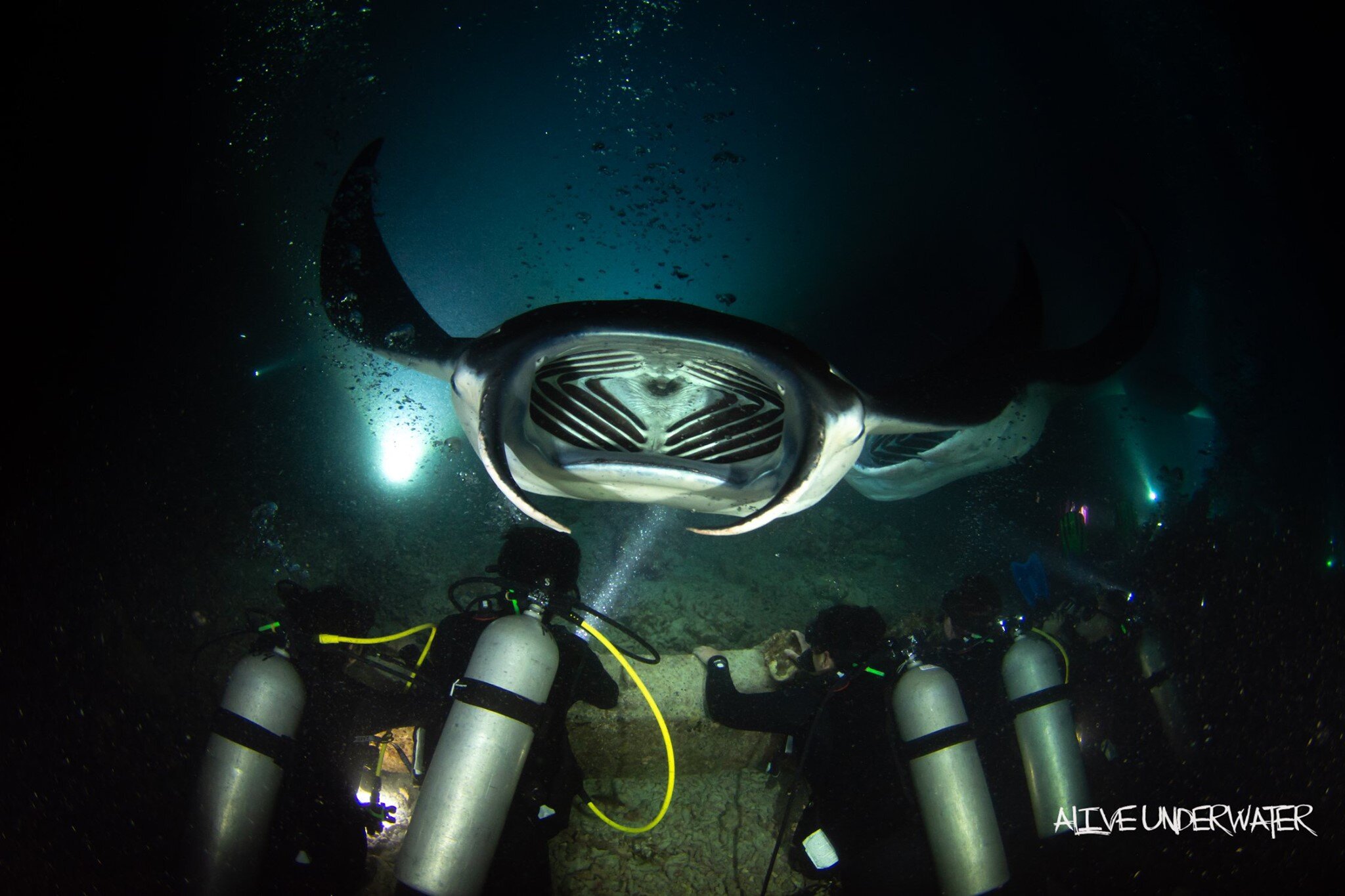 Picture The hawaiian kona coast is home to over 240 resident manta rays and each has been identified and named. Manta Ray Night Snorkel Manta Ray Dives Of Hawaii