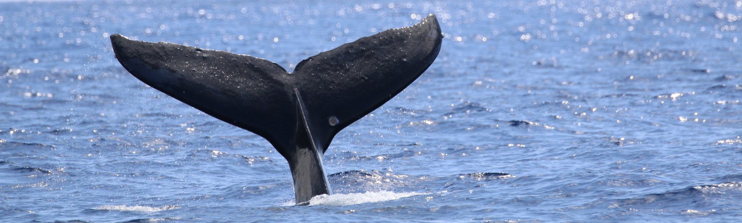 Schedule a tour or charter a boat to spot these magnificent . Big Island Whale Watch Tours Departing Out Of Kona Hawaiian Adventures