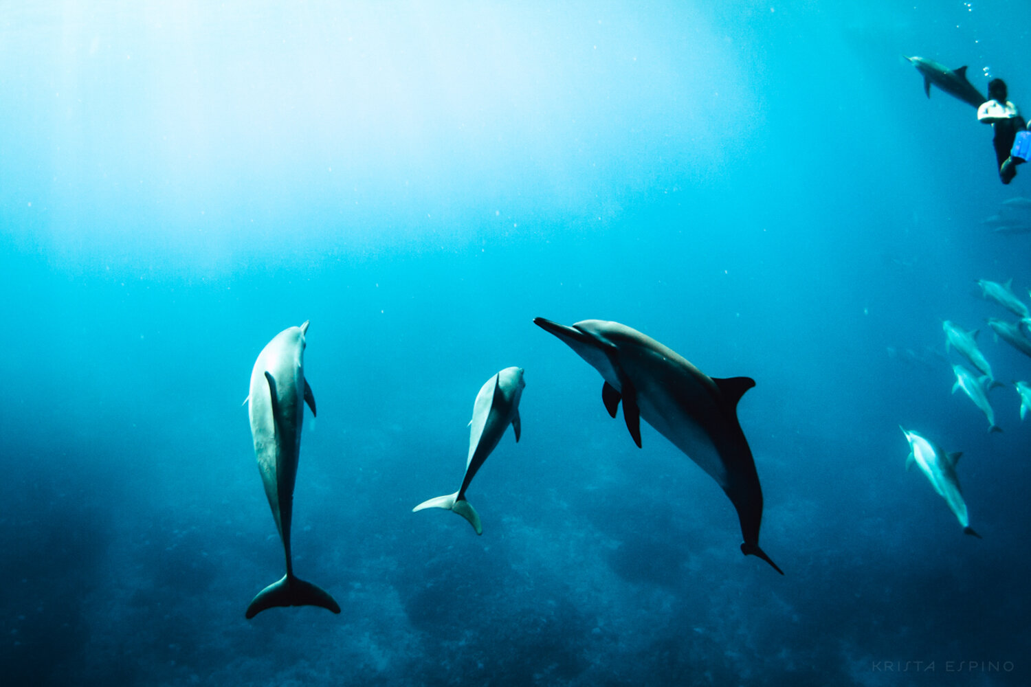 Since they are resting it's important that we treat them with . Kona Dolphins Krista Espino Fine Art Photography