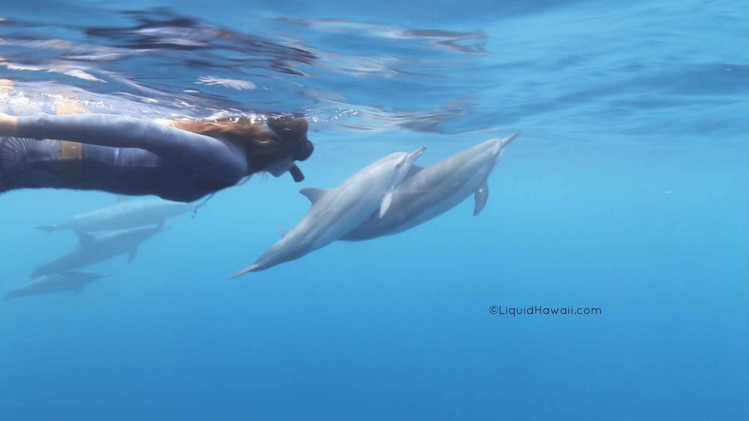 Based on hawaii's big island, dolphin discoveries offers snorkeling cruises along the kona coast. Blog Dolphin Swim Kona Adventure Manta Ray Night Snorkel Adventure Best Dolphin Snorkel Tours Hawaii Best Manta Ray Night Snorkel Tour