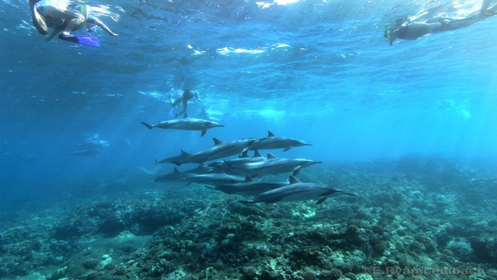 Photo Big island of hawaii snorkeling tours ; Dolphin Viewing And Reef Snorkel Tour Best Dolphin Snorkel Tours Hawaii Best Manta Ray Night Snorkel Tour