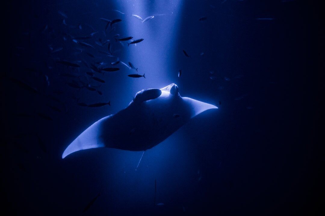 The manta ray night snorkel or dive in kona is one of the most famous places to see manta . Kona S Manta Rays Kona Manta Ray Tours My Hawaii Hostel