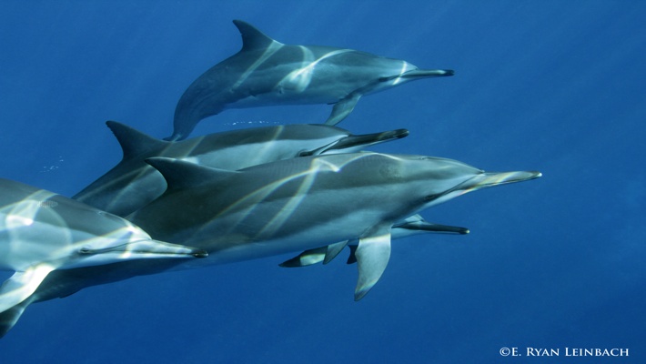 The kona coast of the big island of hawaii has . Best Dolphin Snorkel Tours On The Big Island Of Hawaii Dolphin Swim Hawaii Puako Best Night Manta Ray Snorkel Manta Ray Dive Dolphin Swim Whales