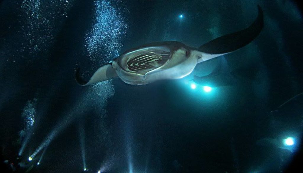 Led by an expert guide, journey five minutes off the big island's . Night Dive With Manta Rays Chasing A Sun