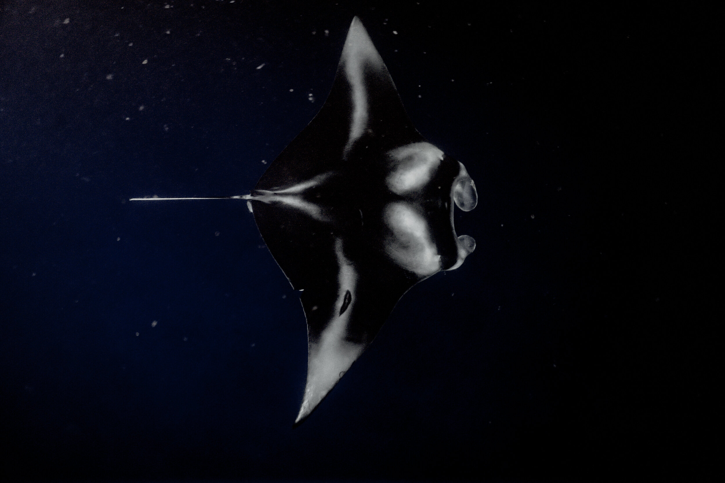 Mantas prefer warm, tropical waters like those found in hawaii. Manta Ray Snorkel Kona Big Island Manta Tours Kona Style