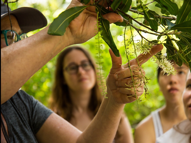 Hawaii is the only state where the chocolate tree grows, and the best place to experience a live chocolate tree orchard is kauai's lydgate farm. Tours Chocolate Class Kuaiwi Farm