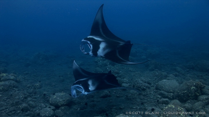 Not too long ago kailua was a sleepy fishing. Manta Ray Snorkel Tour Best Dolphin Snorkel Tours Hawaii Best Manta Ray Night Snorkel Tour