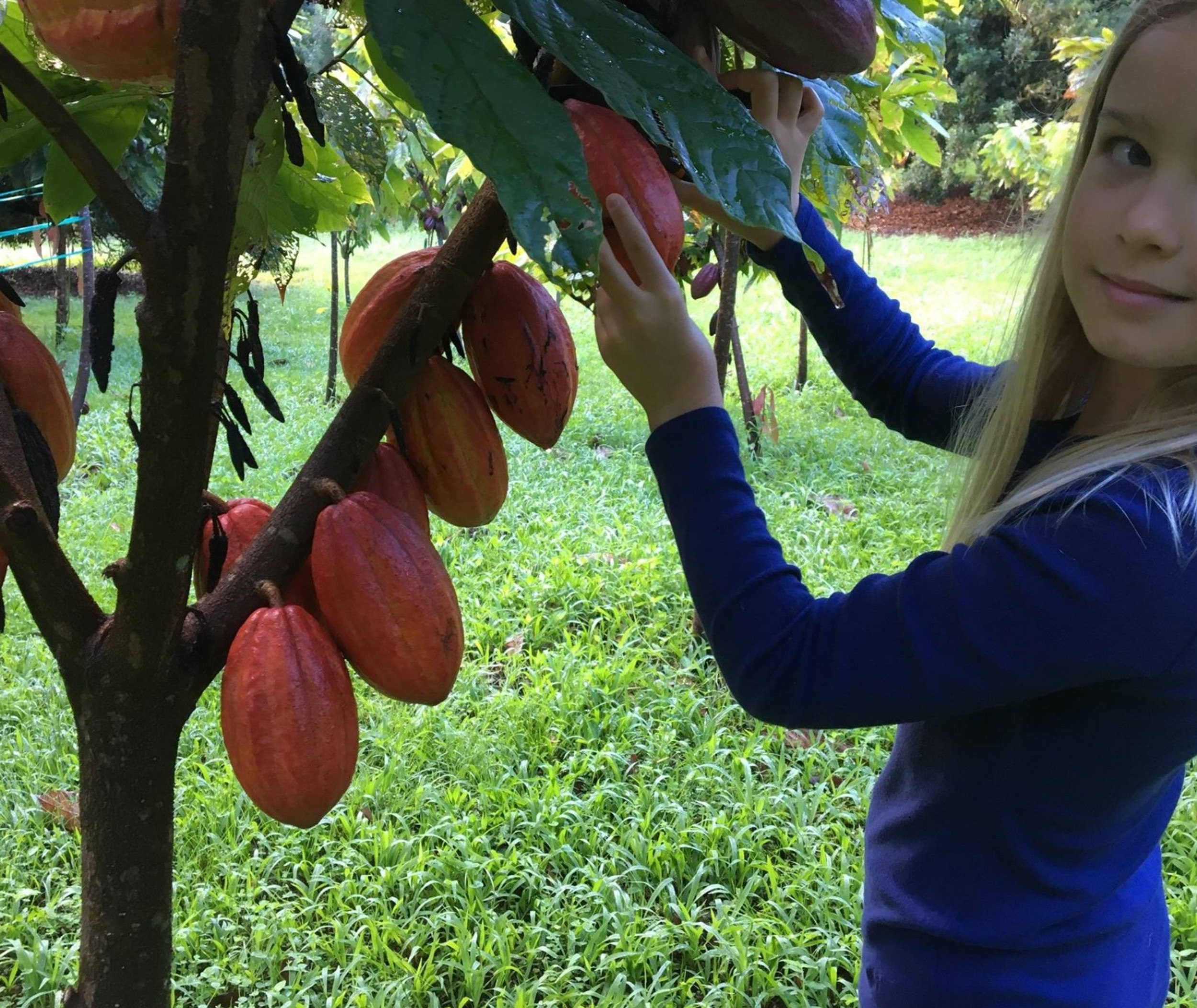 Picture Ohcf is an active working plantation and advance and confirmed reservations are required for all tours. Big Island Chocolate Farm Tour