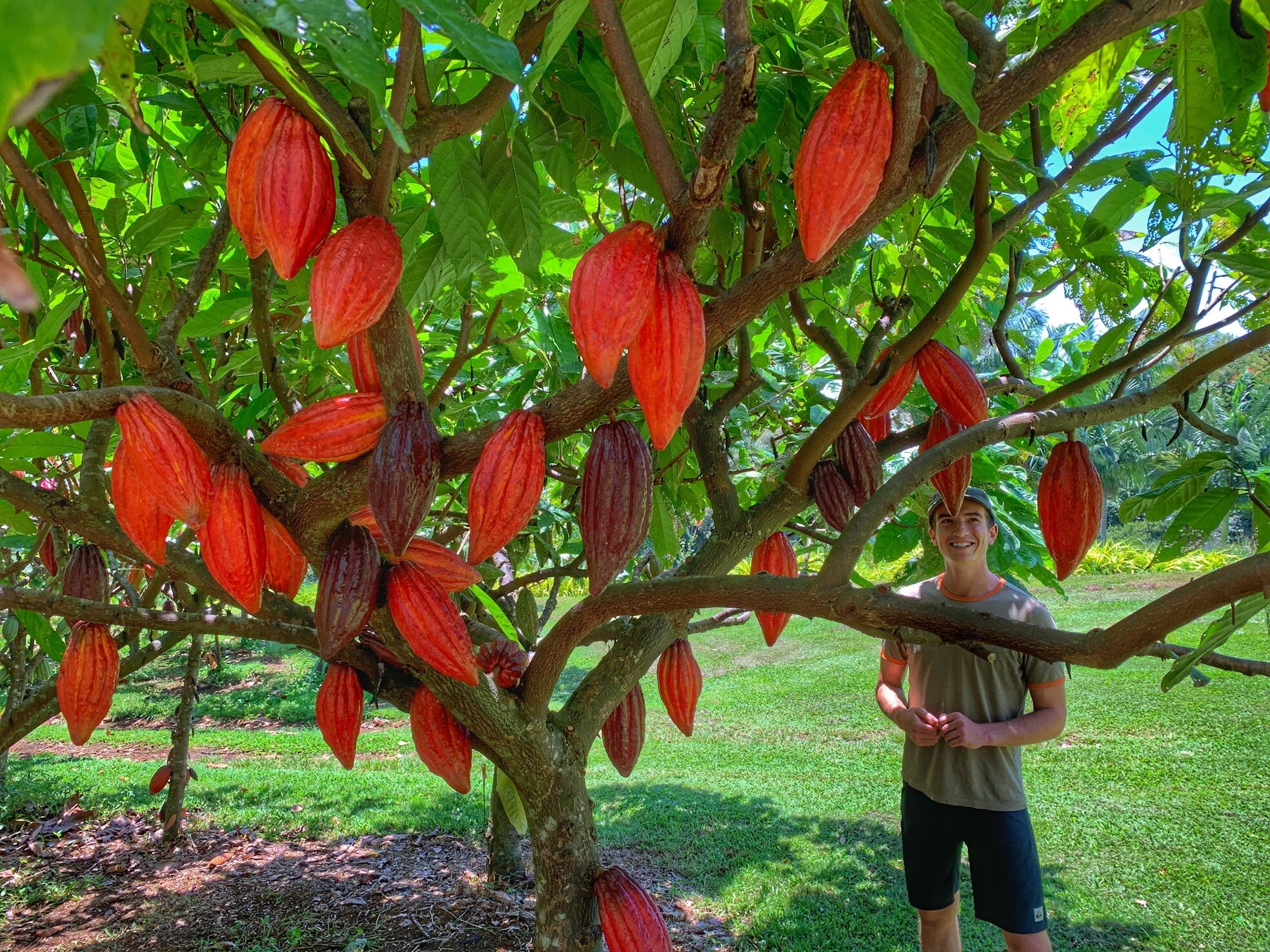 We grow & produce superior quality chocolate. Explore Taste Main Page Hamakua Chocolate Farm