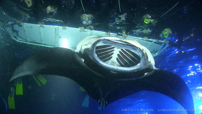 Experience the amazing manta ray night dive in kona! Manta Ray Snorkel Tour Best Dolphin Snorkel Tours Hawaii Best Manta Ray Night Snorkel Tour