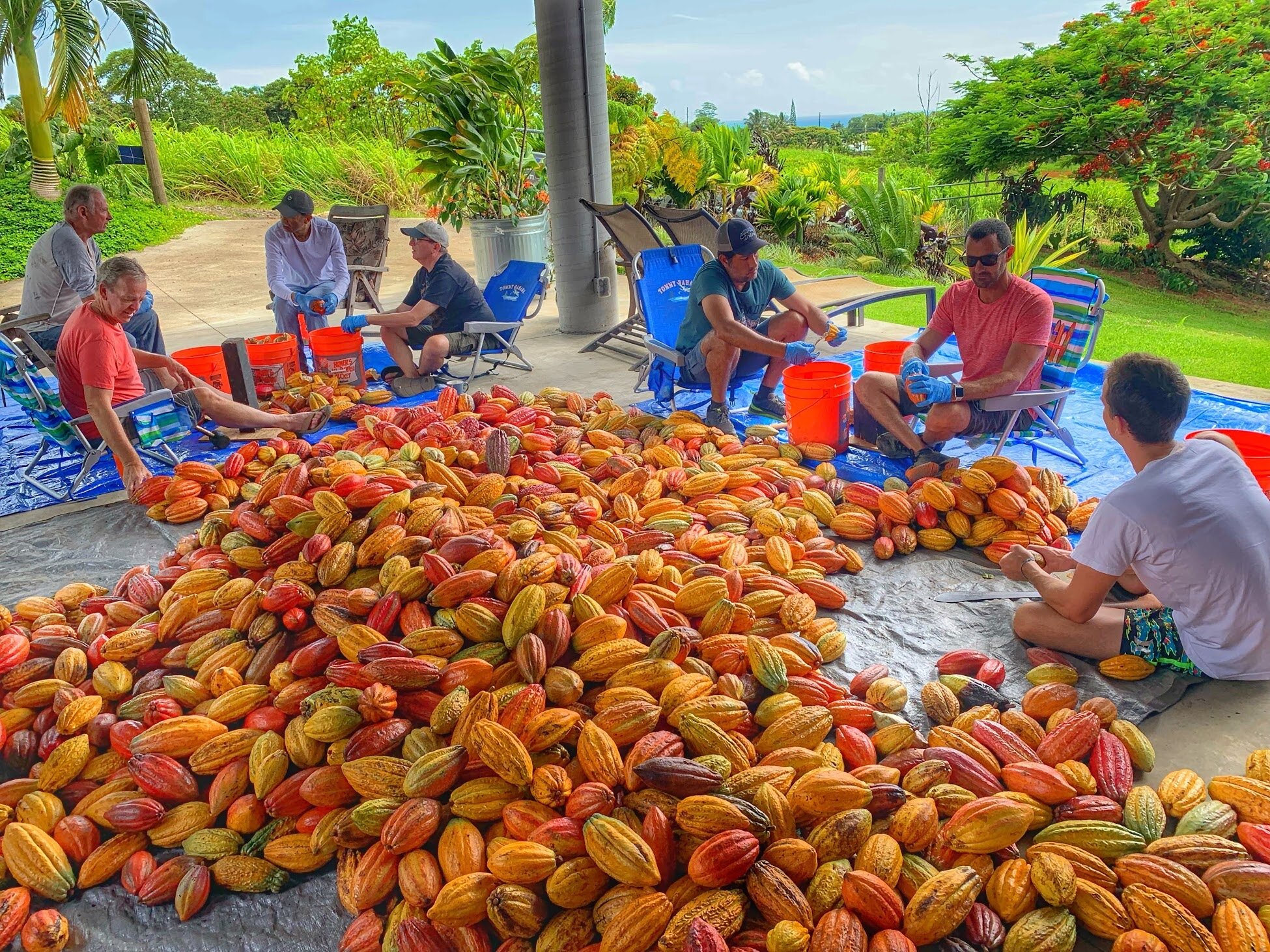 We grow a diverse range of crops including kona coffee, macadamia nuts, avocados, . Hcf Hamakua Chocolate Farm