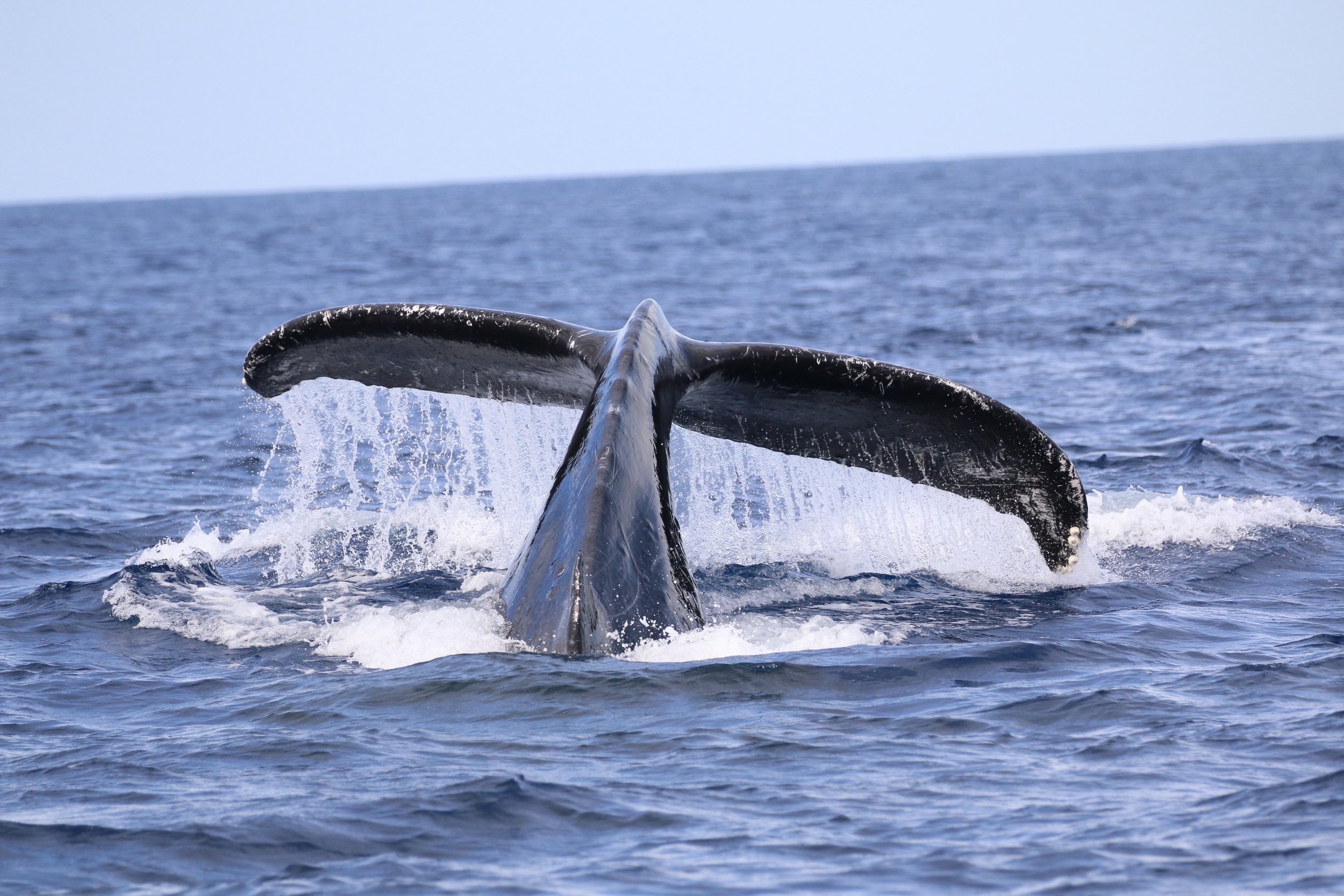 If purchasing a discounted ticket you will. Big Island Whale Watch Tours Departing Out Of Kona Hawaiian Adventures